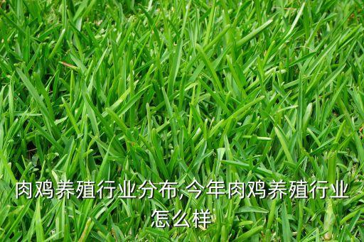全国肉鸡养殖行业分布,今年肉鸡养殖行业怎么样?