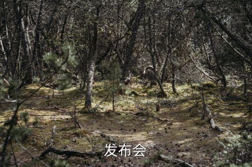 行业发布会