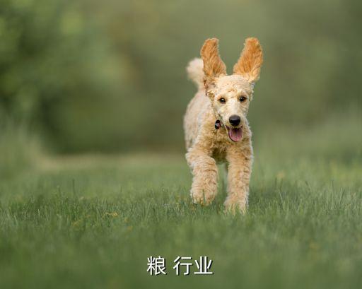 中储粮 行业