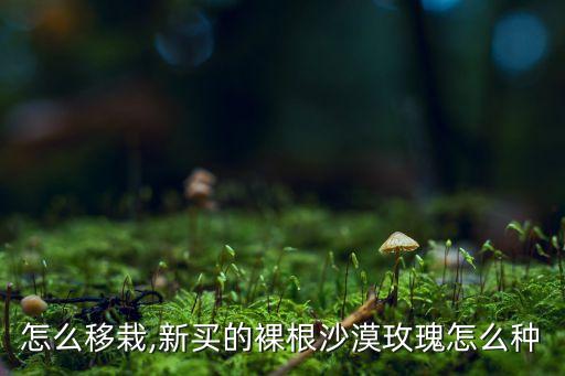 怎么移栽,新买的裸根沙漠玫瑰怎么种