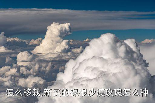玫瑰怎么移栽,新买的裸根沙漠玫瑰怎么种?