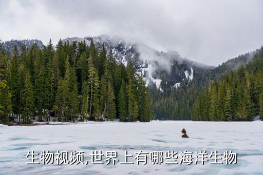海洋生物视频,世界上有哪些海洋生物?