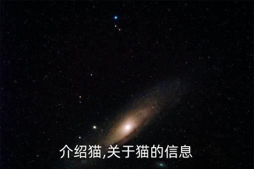 怎么介绍猫,关于猫的信息