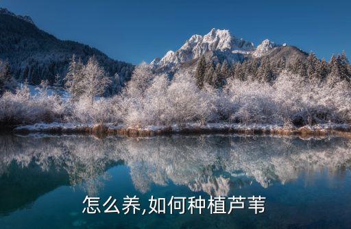 怎么养,如何种植芦苇
