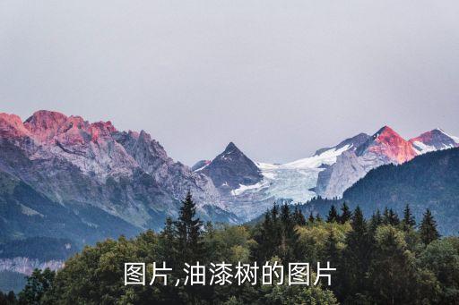 图片,油漆树的图片