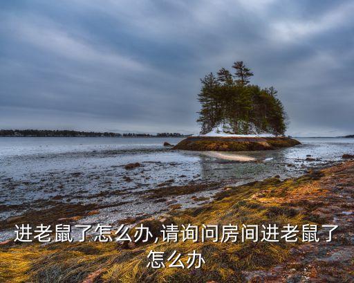 进老鼠了怎么办,请询问房间进老鼠了怎么办