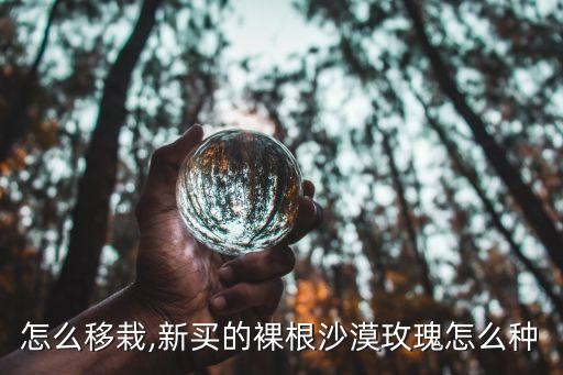 怎么移栽,新买的裸根沙漠玫瑰怎么种