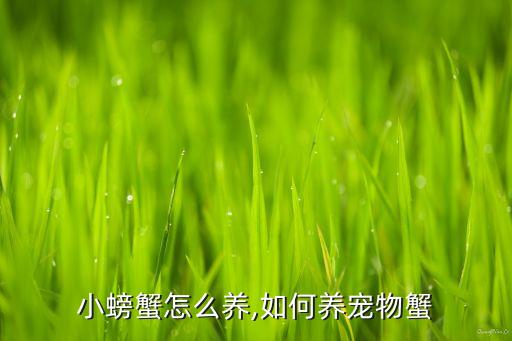 宠物小螃蟹怎么养,如何养宠物蟹?