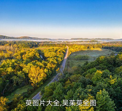 萸图片大全,吴茱萸全图