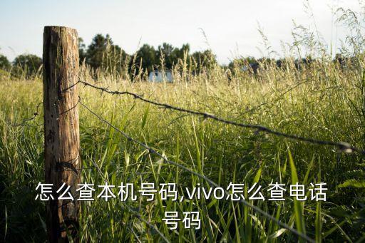 怎么查本机号码,vivo怎么查电话号码