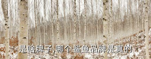鲨鱼是啥牌子,哪个鲨鱼品牌是真的?