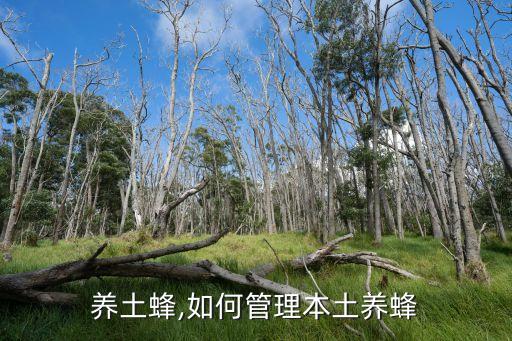 养土蜂,如何管理本土养蜂