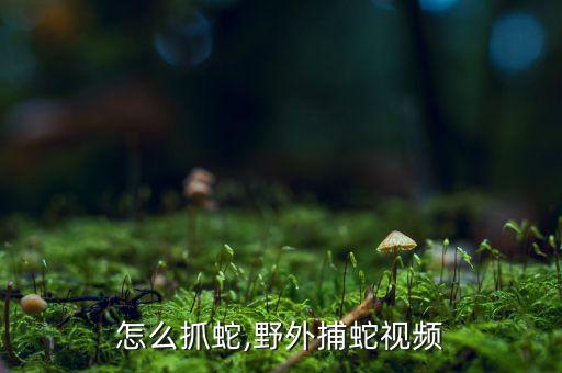 怎么抓蛇,野外捕蛇视频