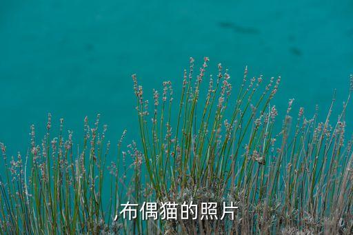 ,布偶猫的照片