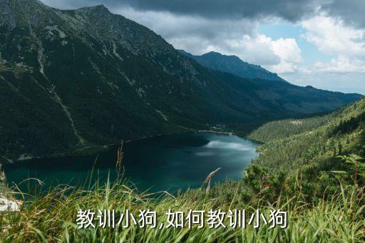 教训小狗,如何教训小狗