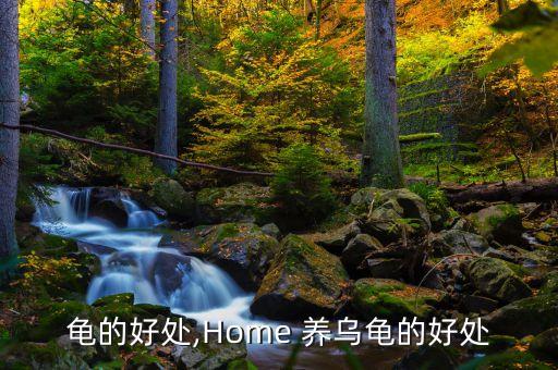 龟的好处,Home 养乌龟的好处