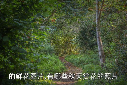 漂亮的鲜花图片,有哪些秋天赏花的照片?