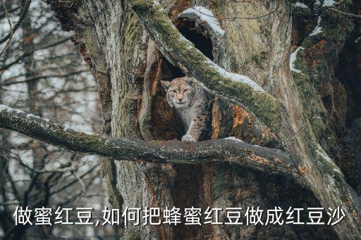 做蜜红豆,如何把蜂蜜红豆做成红豆沙