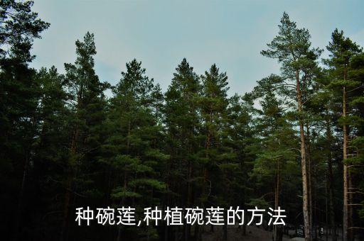 怎么种碗莲,种植碗莲的方法