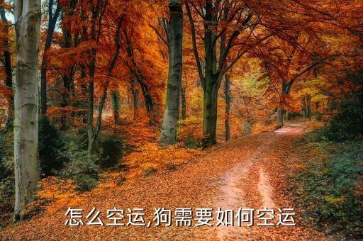 怎么空运,狗需要如何空运