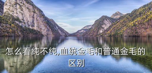 金毛怎么看纯不纯,血统金毛和普通金毛的区别