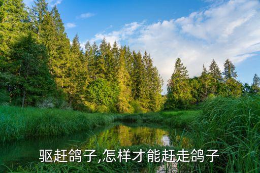 怎么驱赶鸽子,怎样才能赶走鸽子?