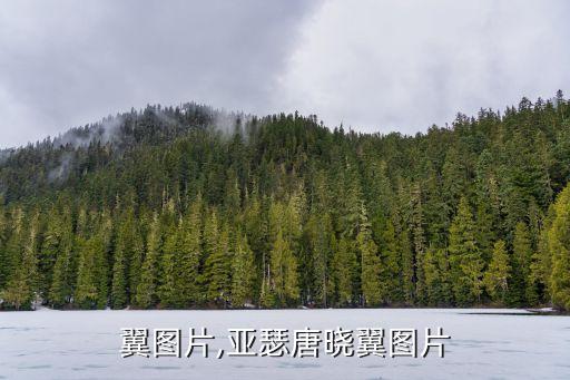翼图片,亚瑟唐晓翼图片