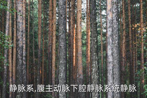 肝门静脉系,腹主动脉下腔静脉系统静脉