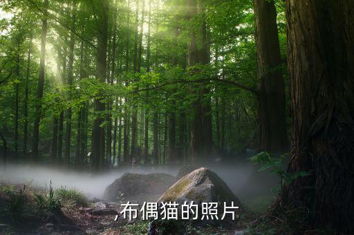 ,布偶猫的照片