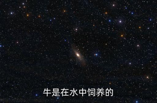 牛是在水中饲养的