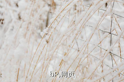 bP,网页
