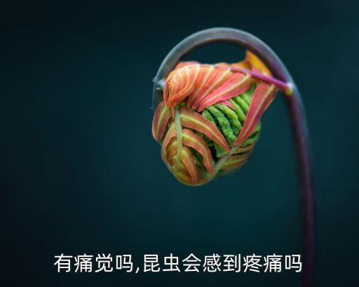 虫子有痛觉吗,昆虫会感到疼痛吗?