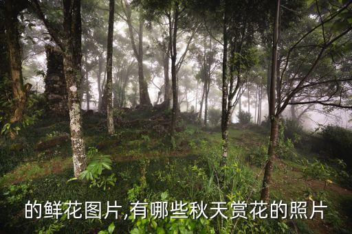 的鲜花图片,有哪些秋天赏花的照片