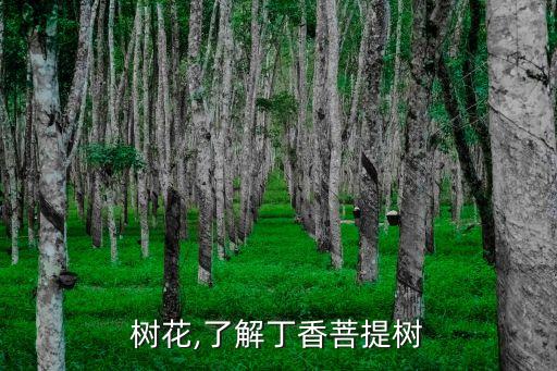 树花,了解丁香菩提树