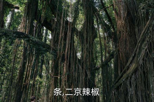 条,二京辣椒