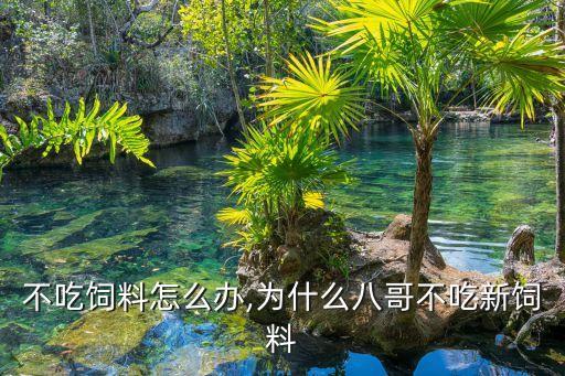 八哥不吃饲料怎么办,为什么八哥不吃新饲料?
