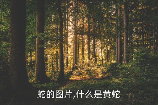 眼镜蛇的图片,什么是黄蛇?