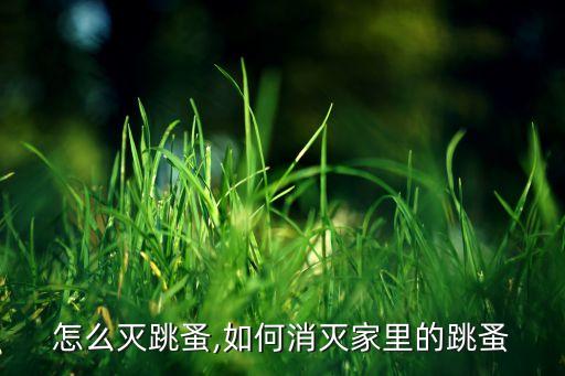家里怎么灭跳蚤,如何消灭家里的跳蚤