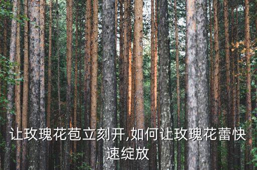 让玫瑰花苞立刻开,如何让玫瑰花蕾快速绽放