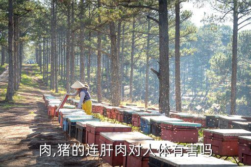 肉,猪的连肝肉对人体有害吗