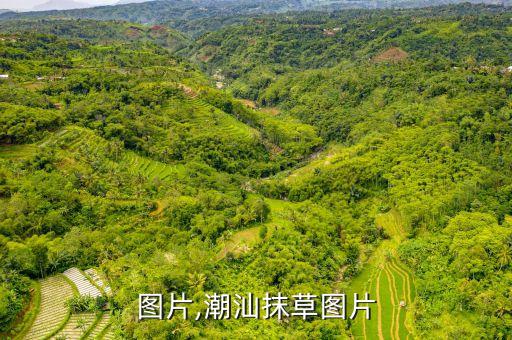 抹草图片,潮汕抹草图片