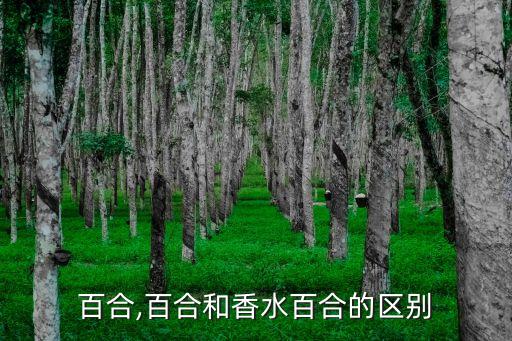 天香百合,百合和香水百合的区别