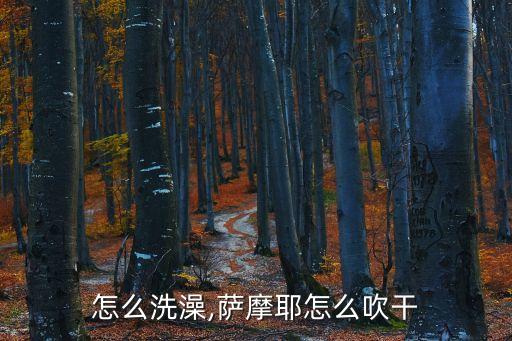 萨摩怎么洗澡,萨摩耶怎么吹干?