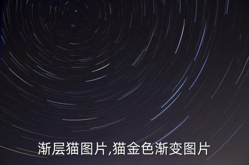 黑金渐层猫图片,猫金色渐变图片