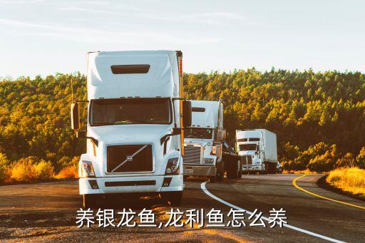 怎么养银龙鱼,龙利鱼怎么养?