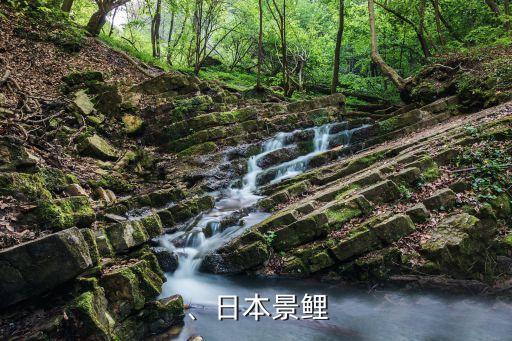 、日本景鲤