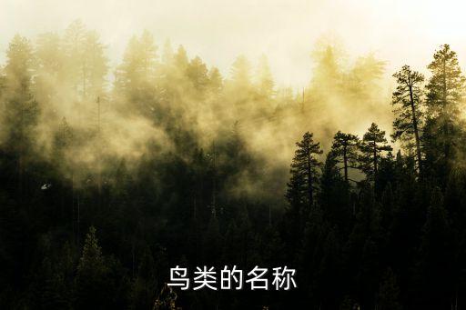 各种鸟类的名称