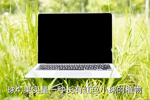 球4,果实是一种长有红色小球的植物