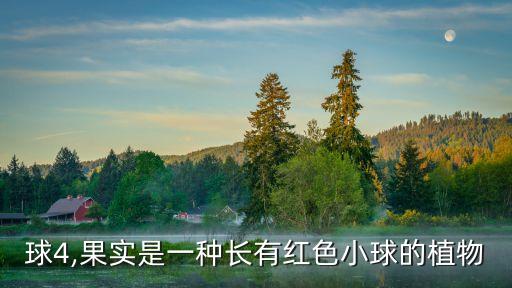 小红球4,果实是一种长有红色小球的植物