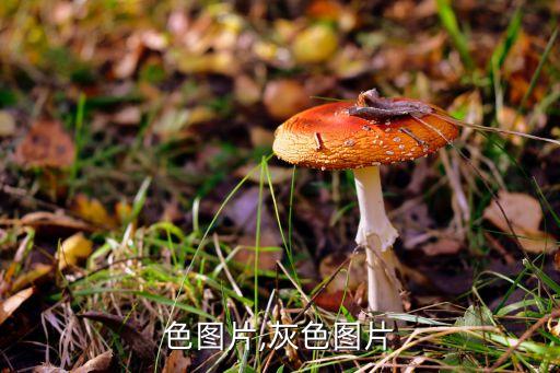 色图片,灰色图片